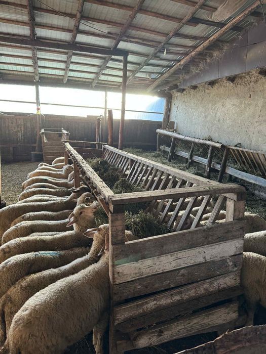 Vand miei /berbecuti