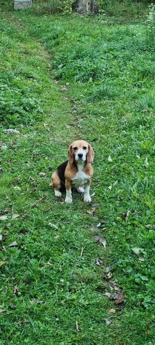 Donez Beagle femela