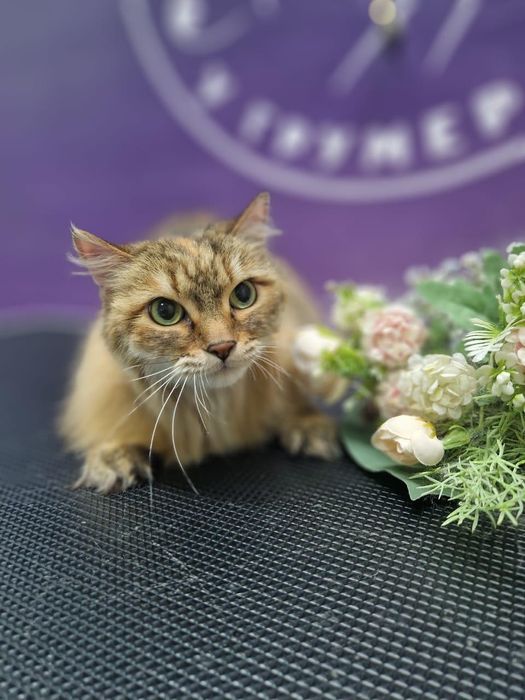 Отдам взрослых кошек и кота в хорошие руки