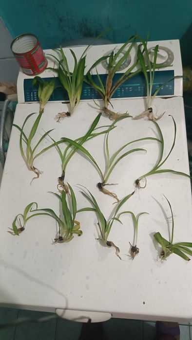 Хлорофитум детки