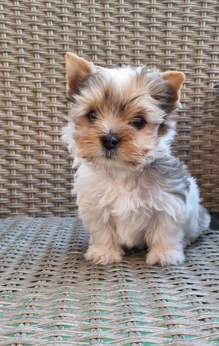 Йоркширски териер Бивър Blue Berry от родословни родители