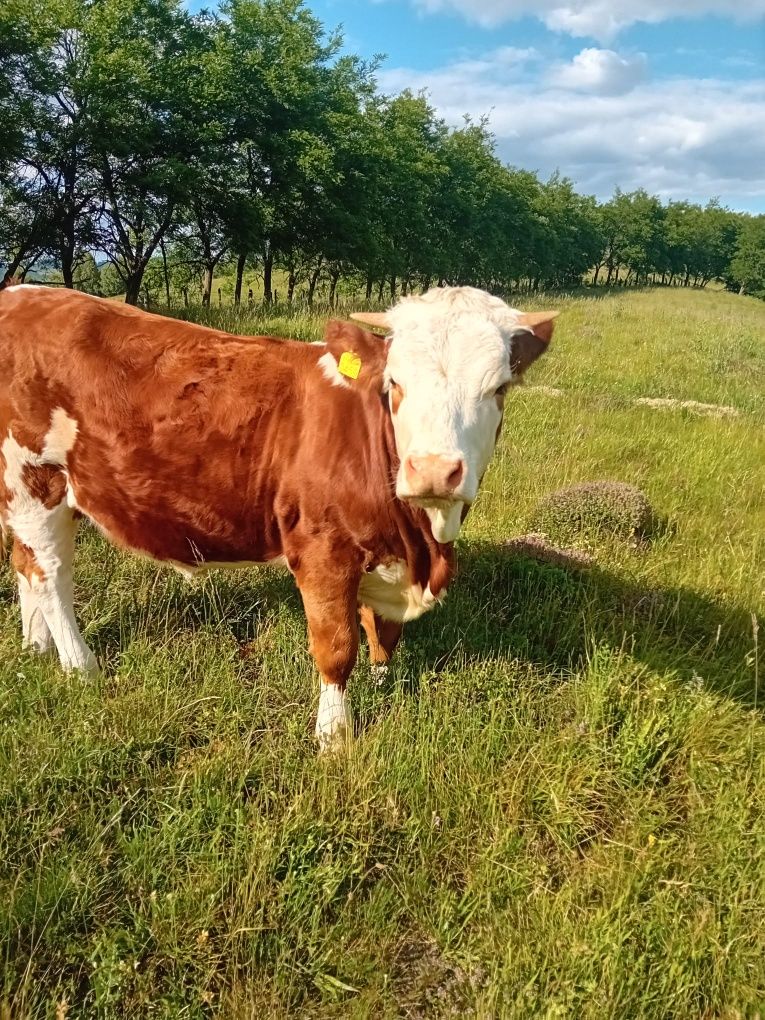 Vând vacă și o vitea de 1 an.Trâmpoiele  jud alba