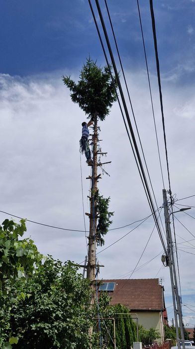 Arborist – Taiere si toaletare copaci - Sigur, Rapid, Fără Deteriorări
