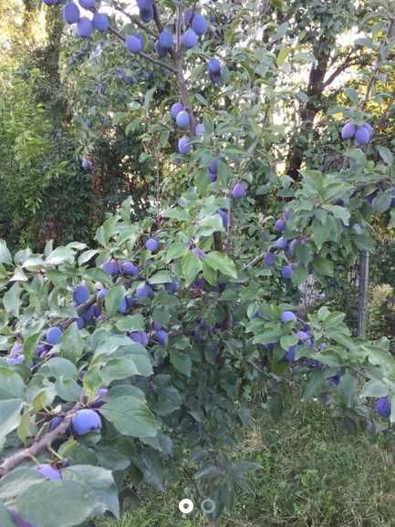 Prune Stanley și bistrițene pentru consum,compot,dulceață sau țuică.