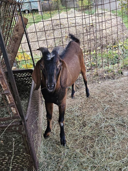 Vând țap Anglo-nubian, vârsta: 1 an