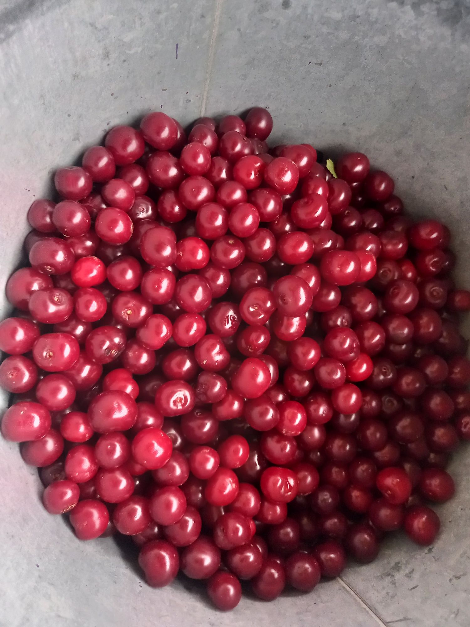 Продам вишню  сладка и сочная