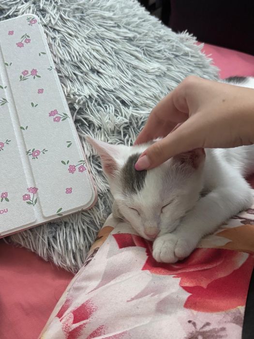 pisoi iubitor de adoptat