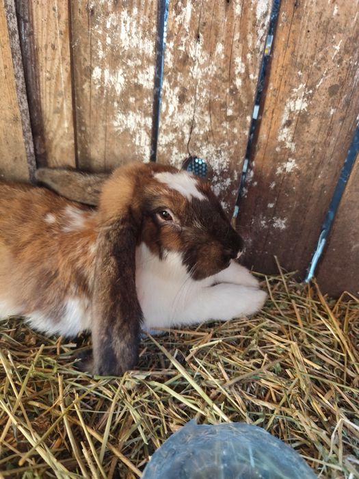 Iepure berbec german