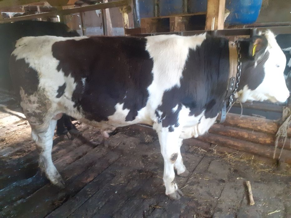 Vand vitel de 11 luni