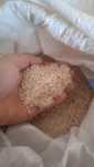 Guruch sotiladi 500  600 kg bor