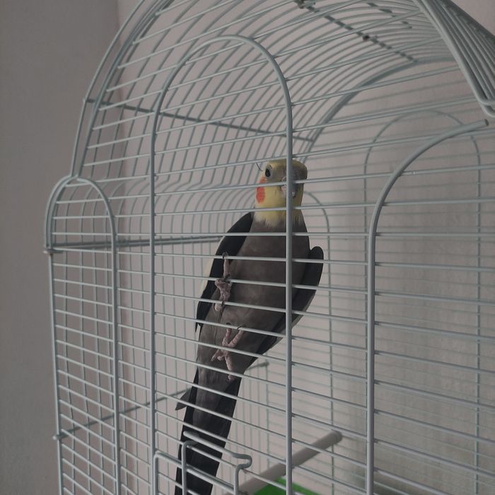 Продам попугая Гарика