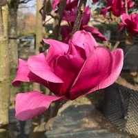 Magnolia livingstone