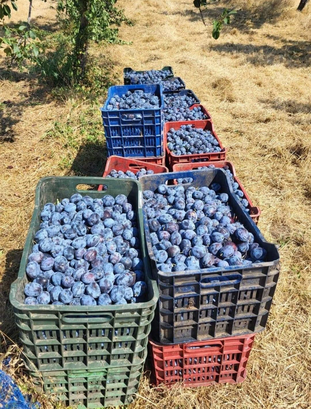 Vand prune pentru țuică