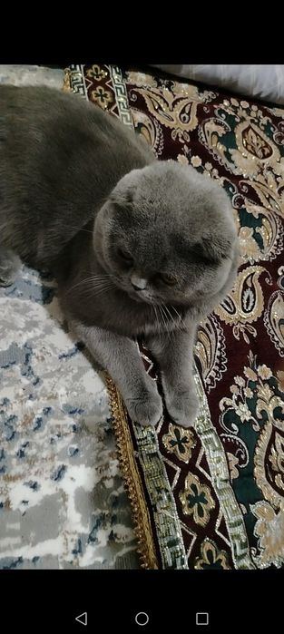 Barsik 800000 очень умный кот