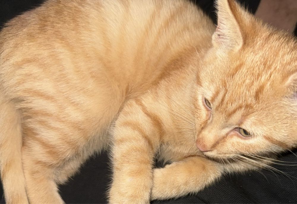 Pisica pentru adoptie