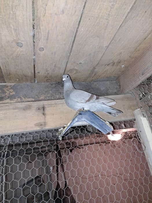 Porumbei Voiajori oferta