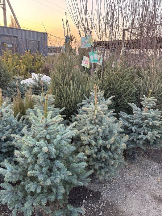 Голубая ель и зелёная ёлка в Алмате Ели в горшке новогодние доставкой