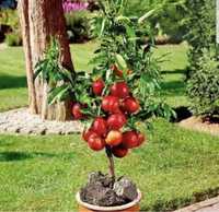 Pomi fructiferi pitici gama SUPERB