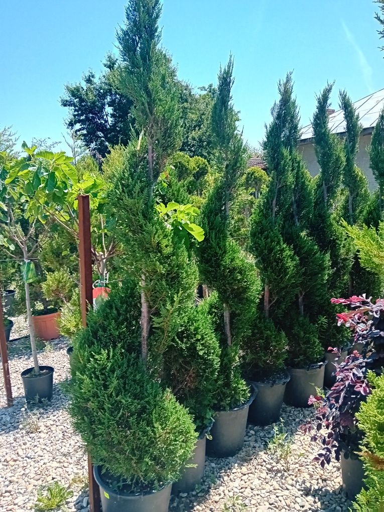 Vând plante naturale ornamentale