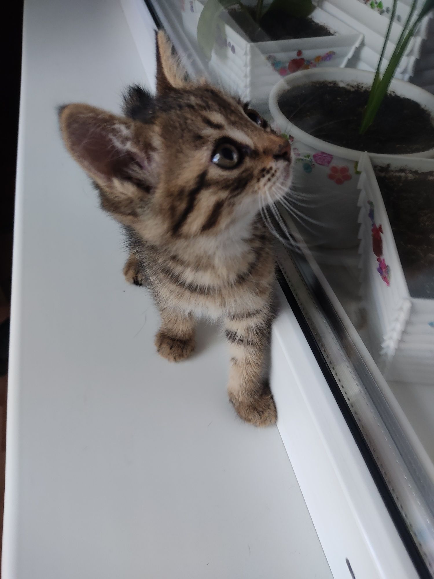 Котята в хорошие руки