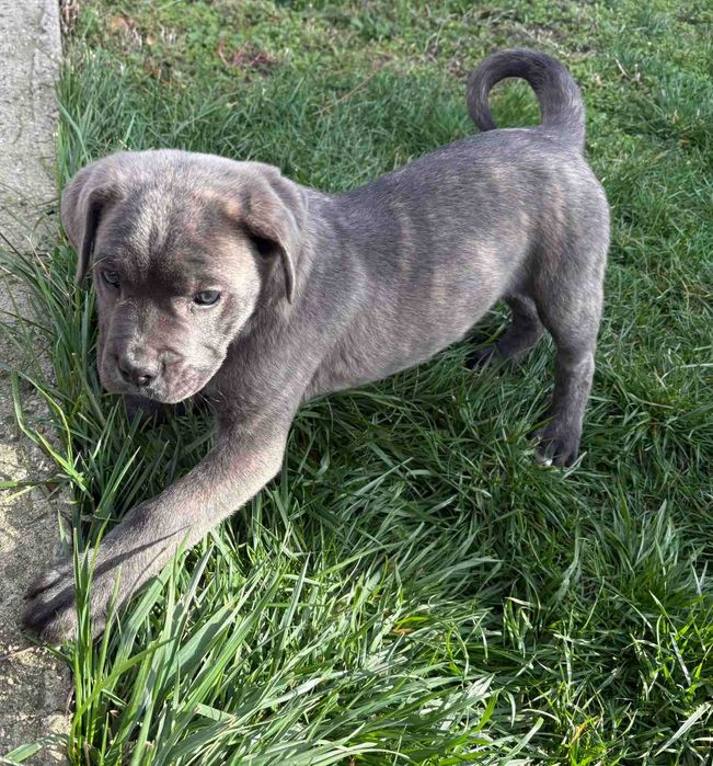 Кане корсо мъжко