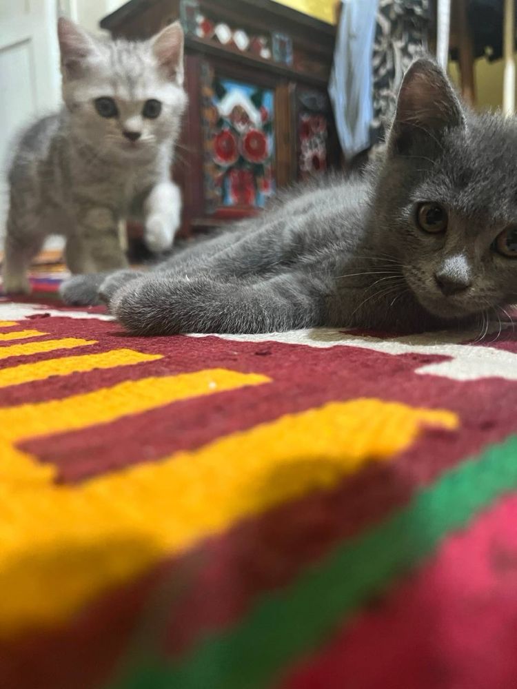 Котята скоттиш страйт