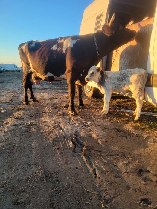 Vând vitei de carne ,jud olt corabia prețul 30milione bucata,
