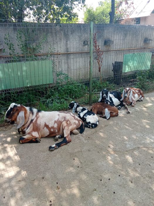 Vând Capre Anglonubiene