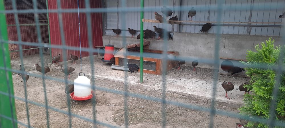 Fazani ,rațe si gâste