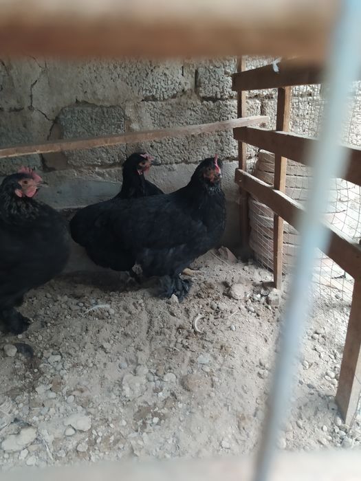 Assalomu alaykum yapon choynak tovuqlar bor.