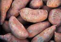Răsad, butași, semințe, sămânța, răsaduri, lăstari de Cartofi Dulci !