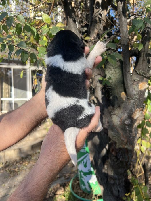 Каракачанка / Българско овчарско куче с родословие