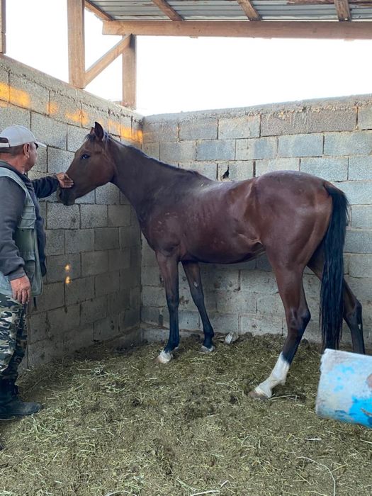 2 жасар байтал полукровный