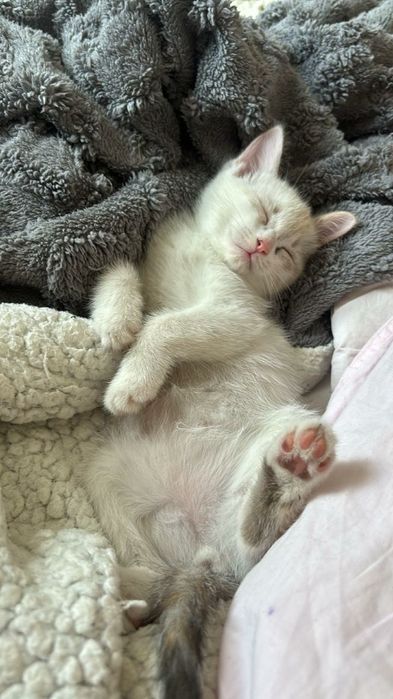 Котята милые и добрые