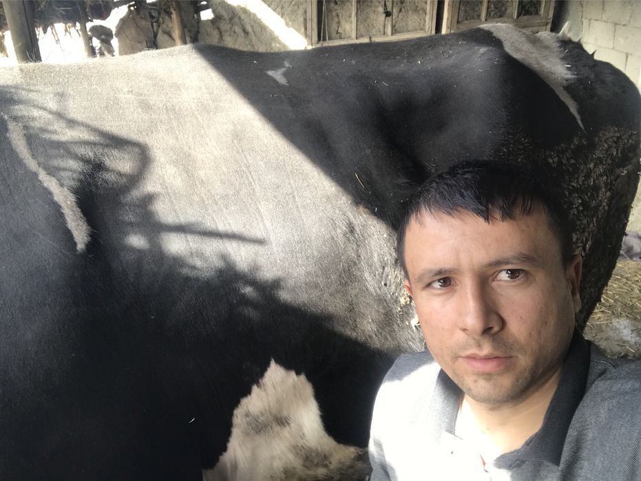 Galanski zodor buqa sotiladi 1 tonalik