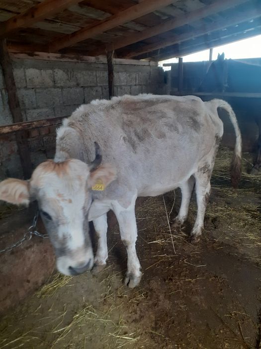 Vacă de vânzare rasă brună