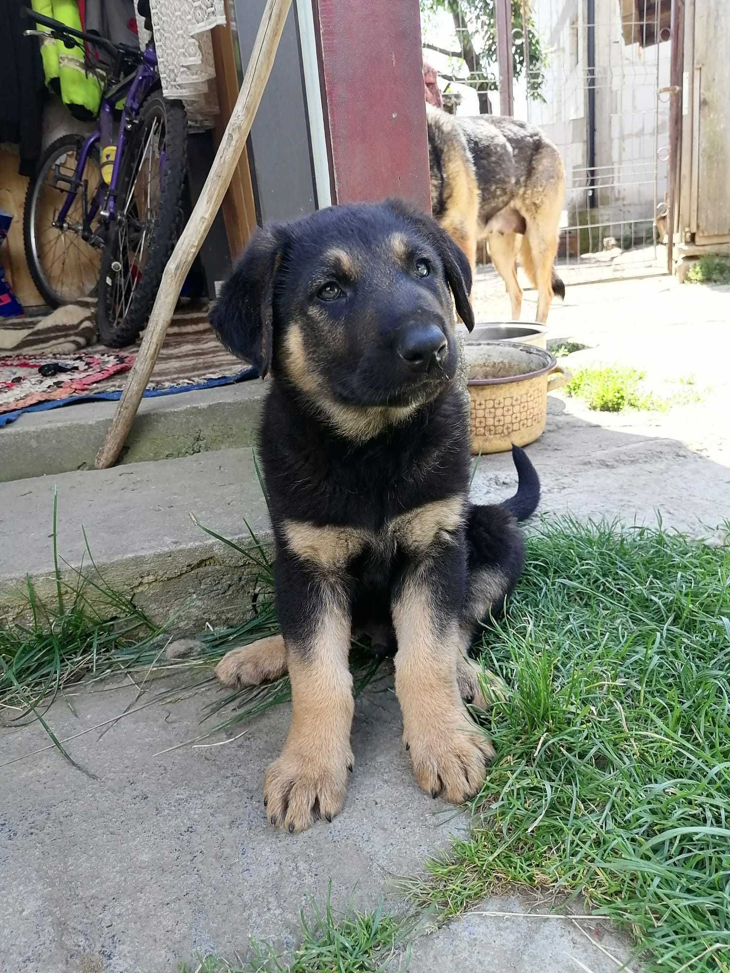 Adopție pui de câine masculi