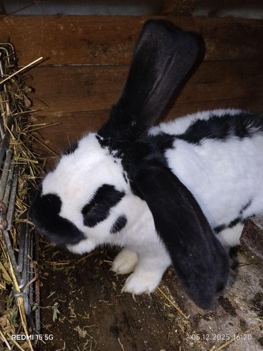 Mascul fluture german de vânzare