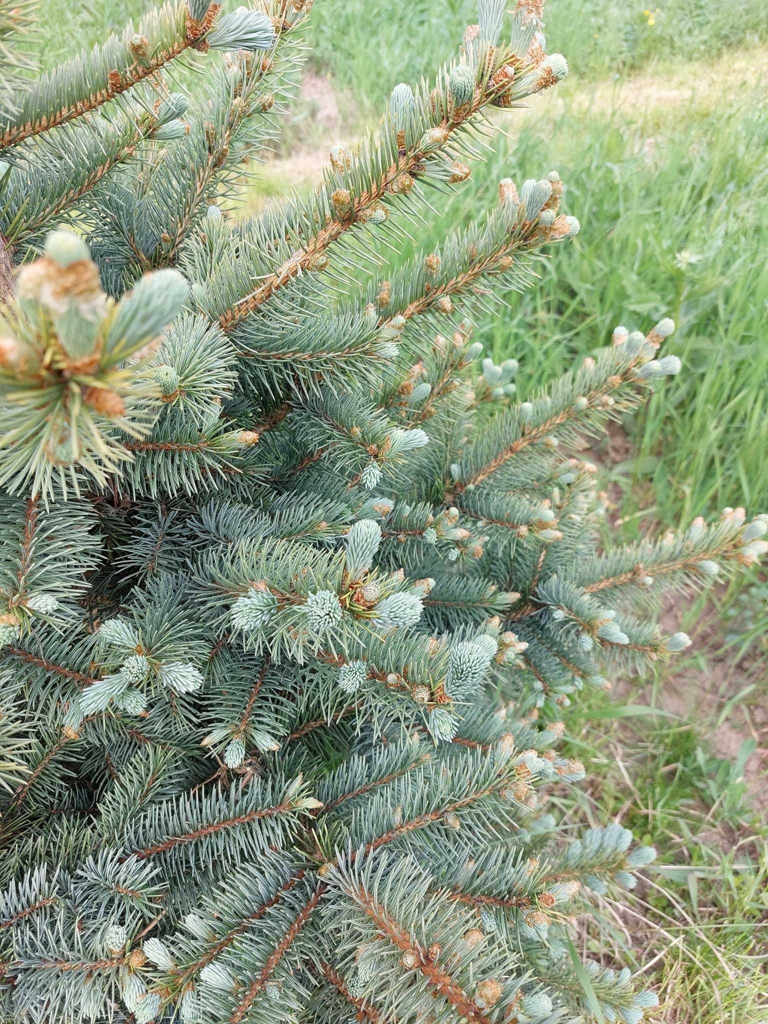 Puieti molid argintiu 4 ani-Picea Pungens Glauca Kibab