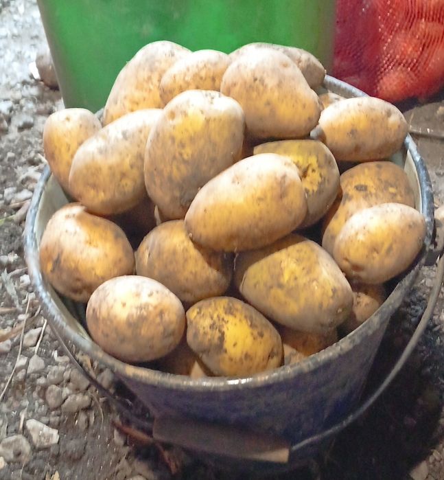 Продам картофель.