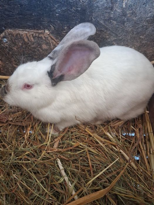 Iepuri albi de vanzare.