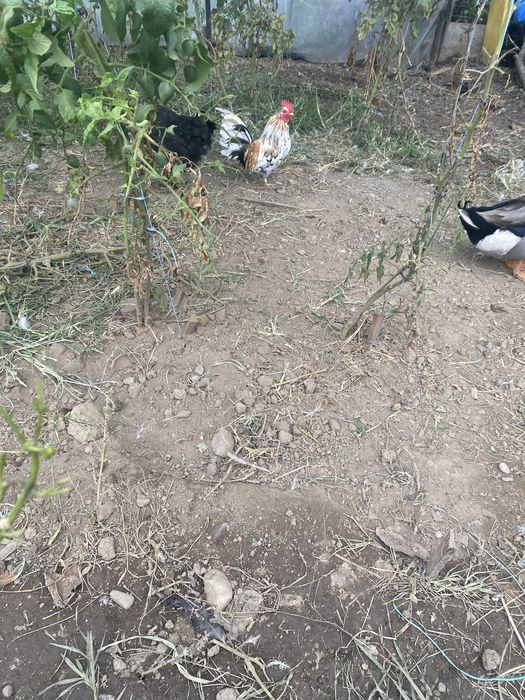 Rățoi romanesti si gaini pitici