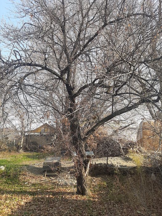 Отдам бесплатно два дерава урюка.