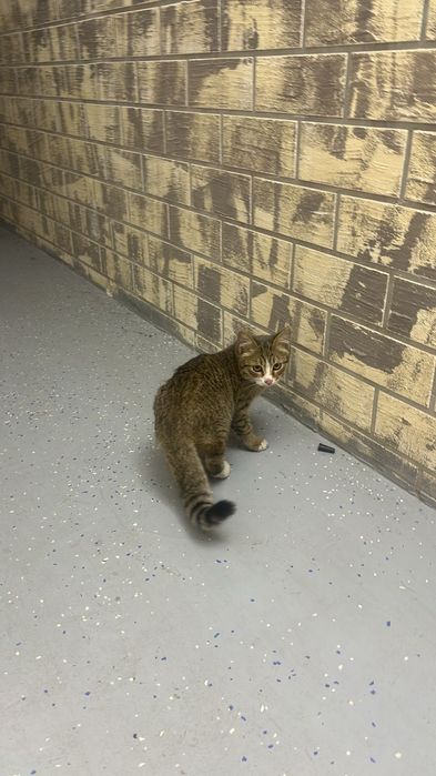 Ищем дом для кота