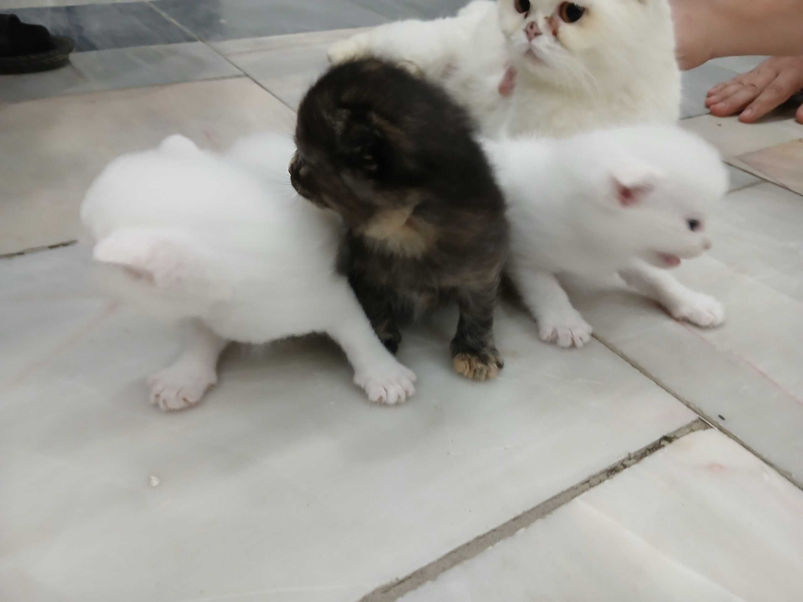 продается котята шотландский вислаухая