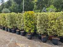 Plante ornamentale oferta de toamnă
