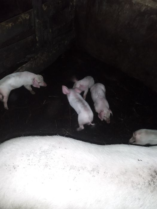 Продам поросят месячных ландрасы 25000 тысяч месячные