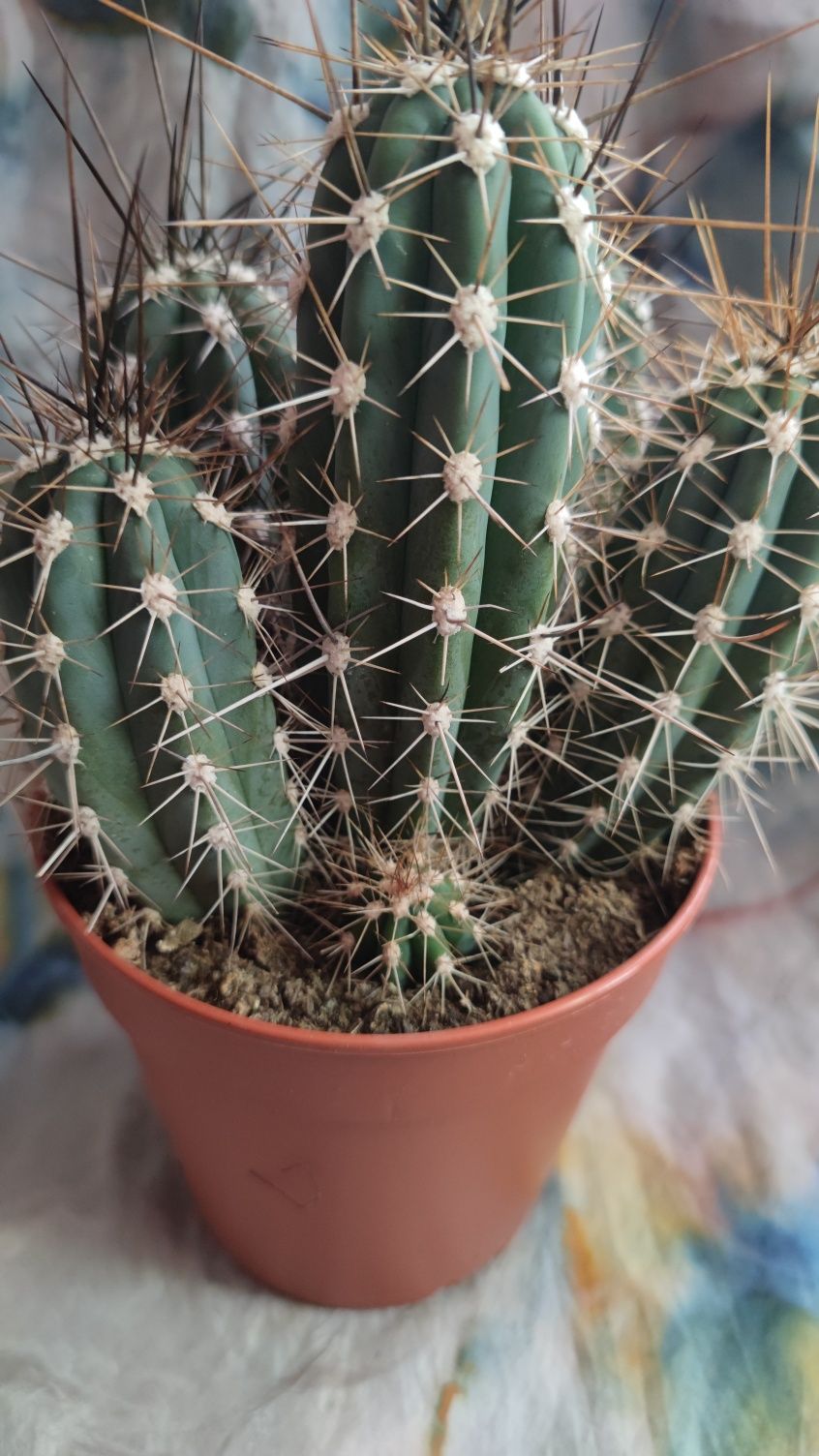 Cactus natural ghiveci 6buc.