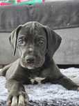 Dog German Puiuti