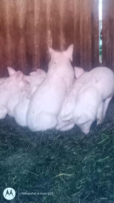 Pui de porci rasa petrean maximus